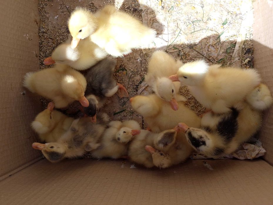 Oua de rata pentru incubat sau consum