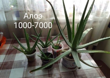 Алоэ для настоек