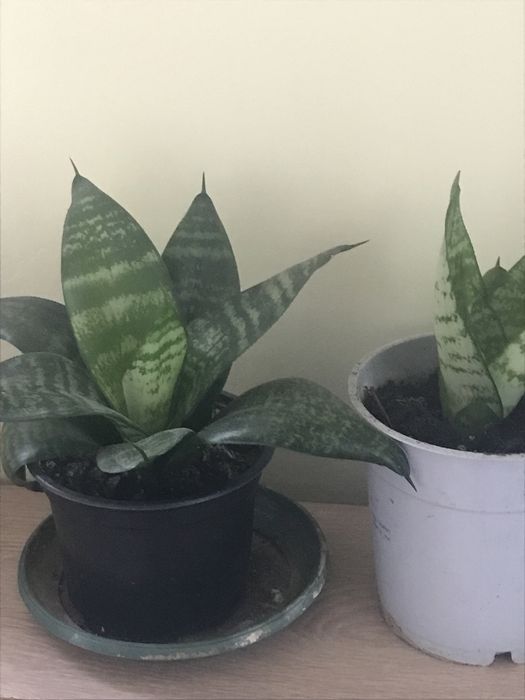 Синсевиера Хани. и Сингониум