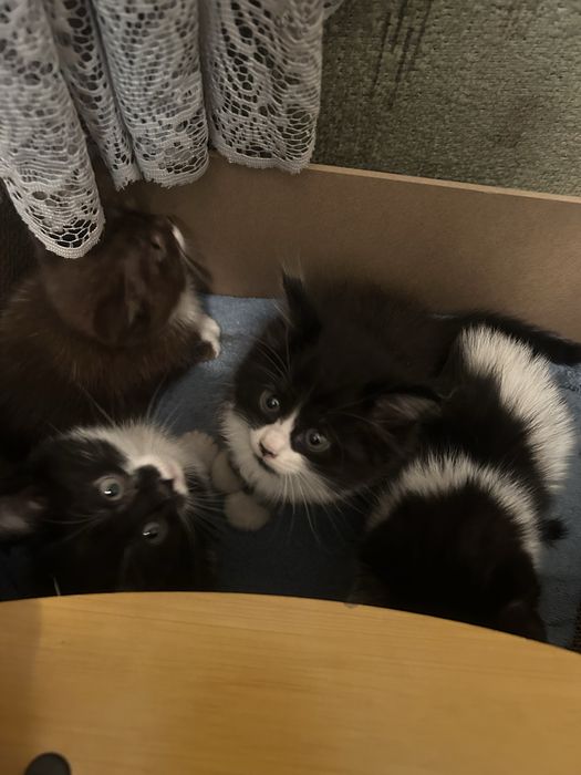 Котенки в добрые руки