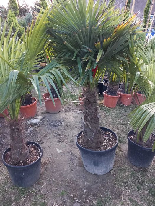 Plante Verzi pentru Spații Verzi – Plata se face la Livrare