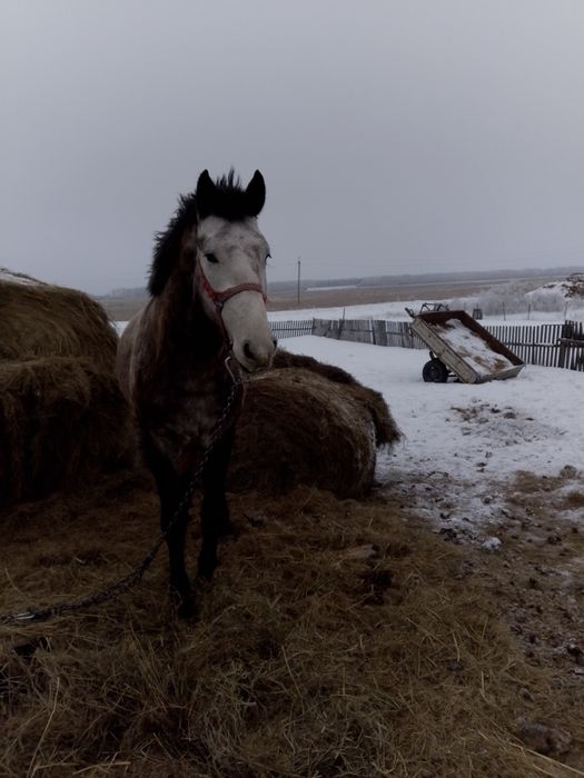 Продам жеребца на племя
