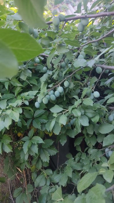 Продаю дачу на Уралочке