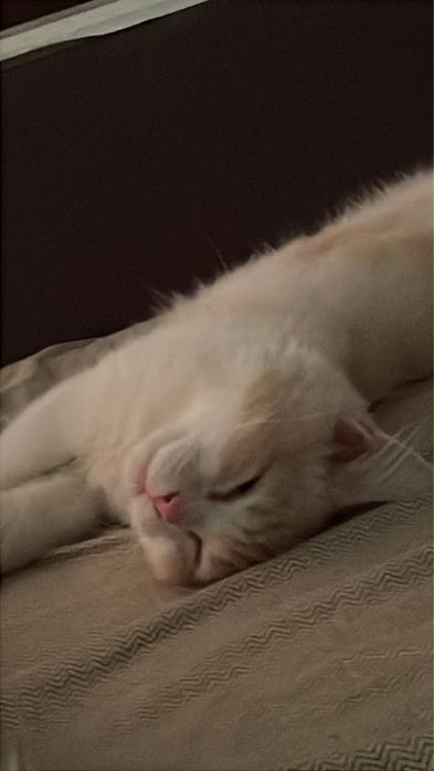 Котёнок 4-5 месяцев