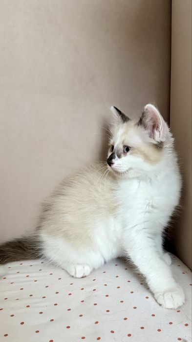 Pui Ragdoll pufosi