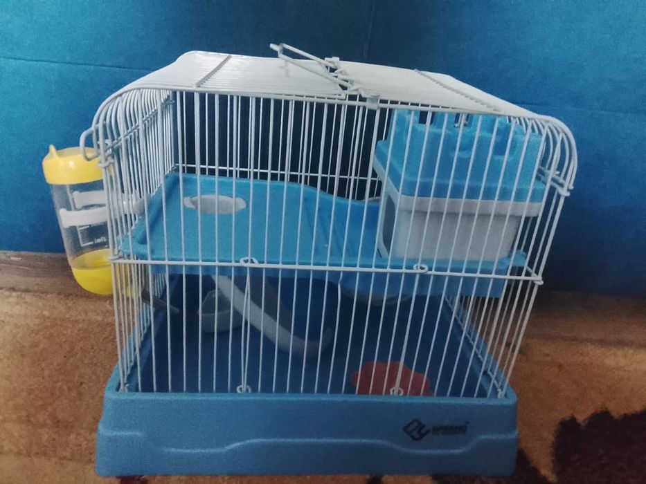 сирийский хомяк с клеткой