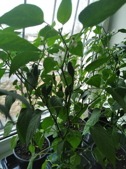 Продам комнатный горький перчик
