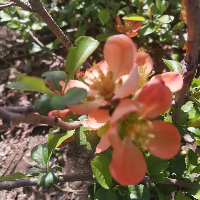 Продам саженцы многоленики