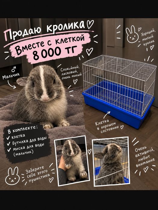 Кролик мальчик 8000 тенге