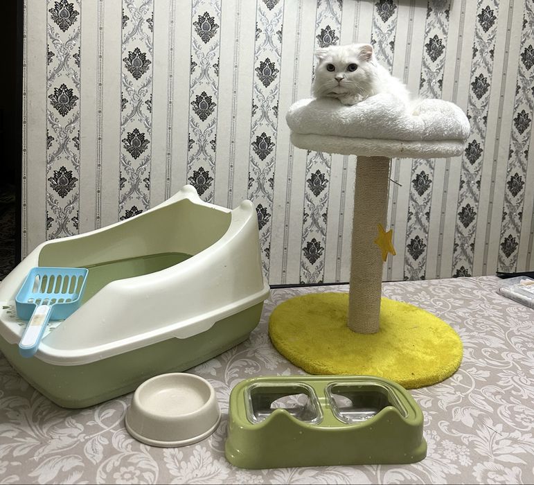 Кошка Скоттиш-фолд