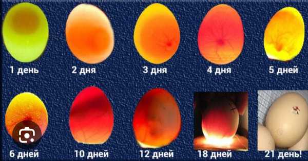 21 день инкубации. Инкубация перепелиных яиц овоскопирование. Инкубация утиных яиц овоскопирование. Инкубация гусиных яиц овоскоп. Кольцо яйцо овоскопирование.