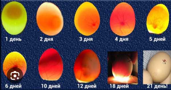 Какое должно быть инкубационное яйцо