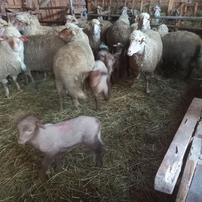 Oi cu miei de vanzare