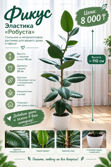 Фикус. Высота 110 см