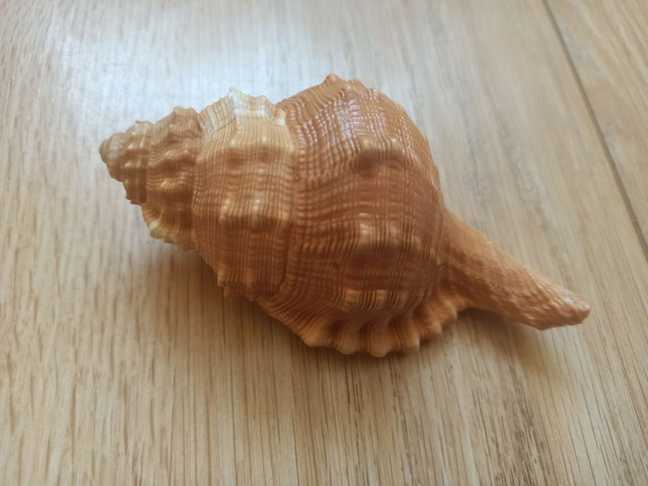 Ракушки от 1500 до 9000