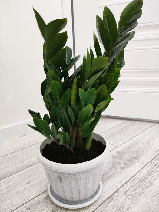 Растения для дома, школ. Доставка