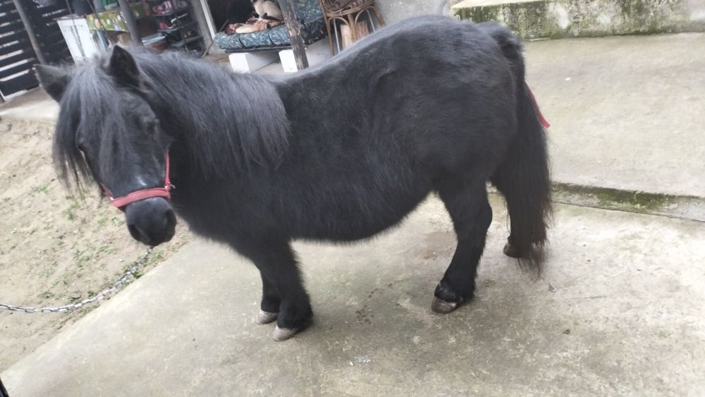 Poneița de vânzare