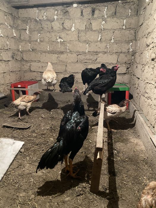 Дакан шөже қораз сатылады