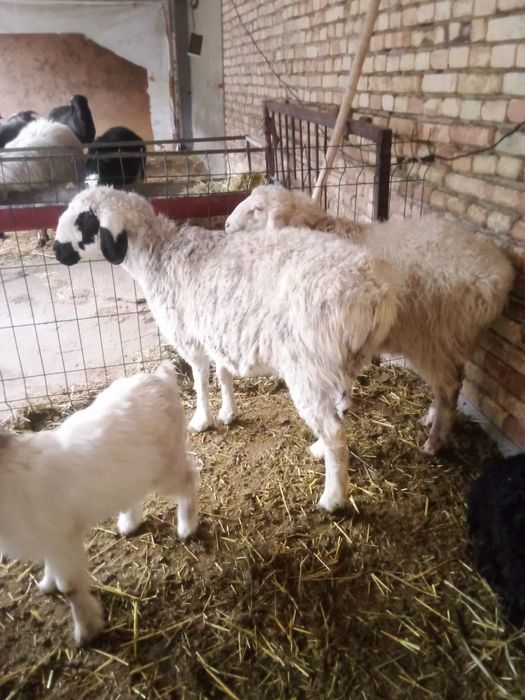 Коракулок модакуйсотилади