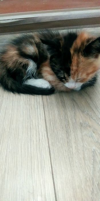 kichkina mushukcha