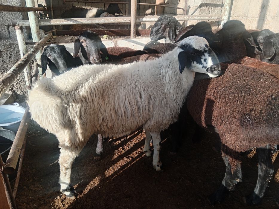 Qochqor, qoy, кочкор, кой, куй, quy,