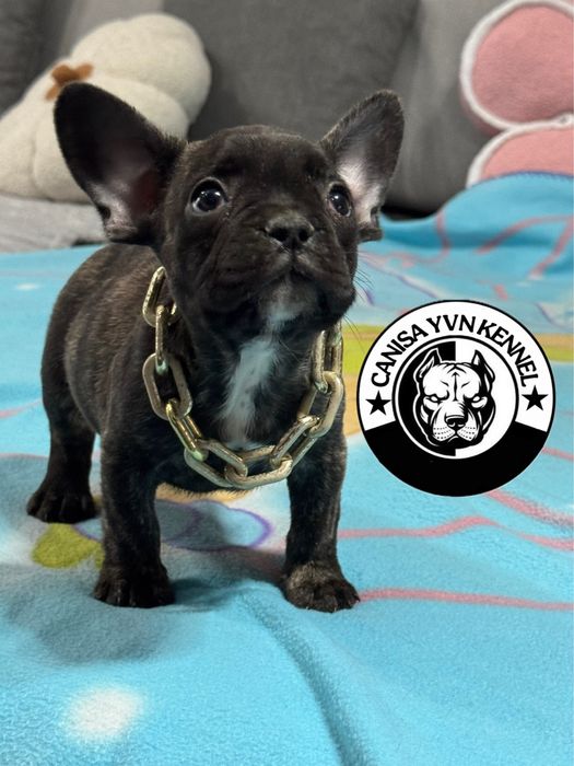 Femela buldog francez