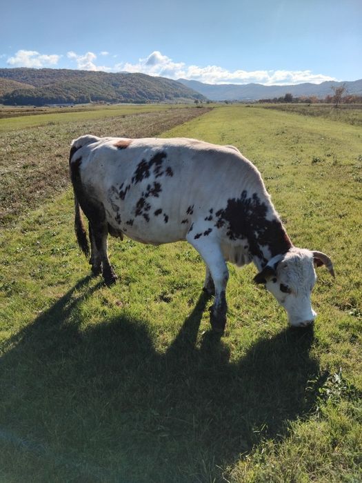 Vand vaca baltata romaneasca