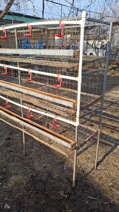 Tovuq Katak Sotiladi