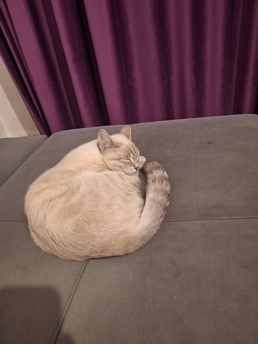 Отдам котенка в хорошие руки