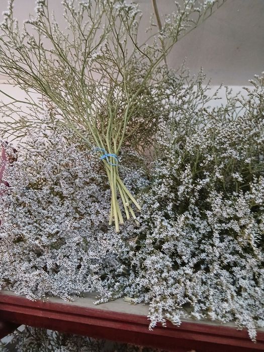 Vând buchete de statica albă