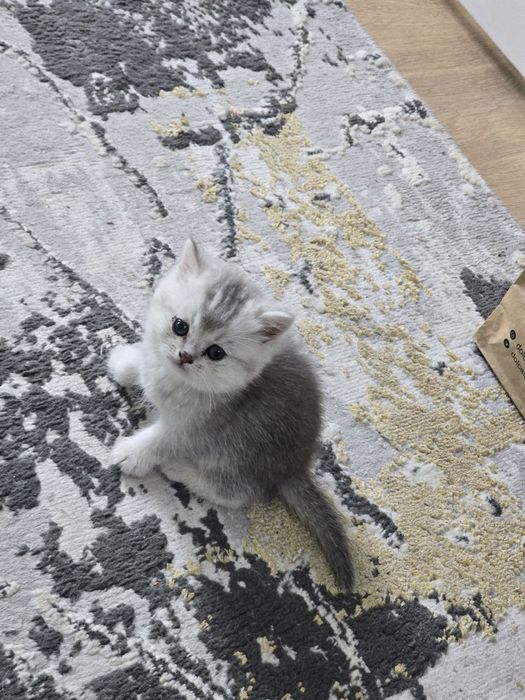 Продаётся серебристый чистокровный шиншила