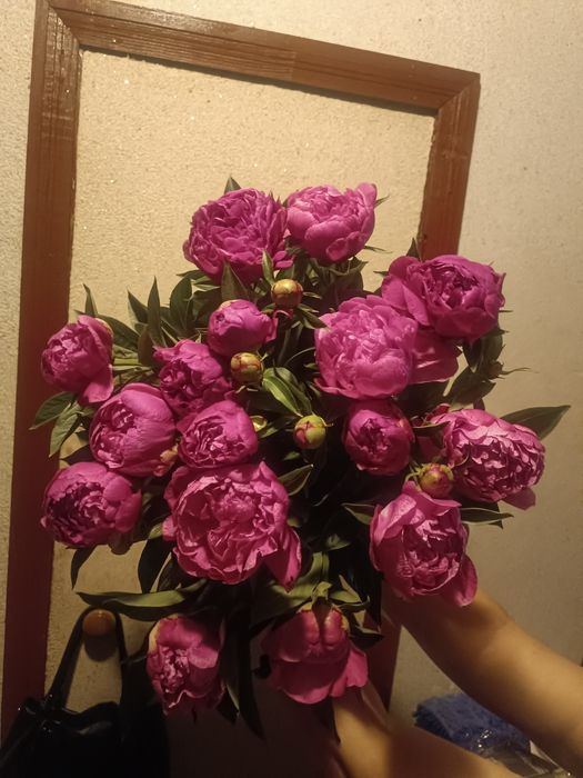 Корни пионов сортовые пионы