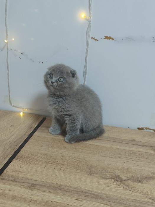 Котята Скоттиш Фолд