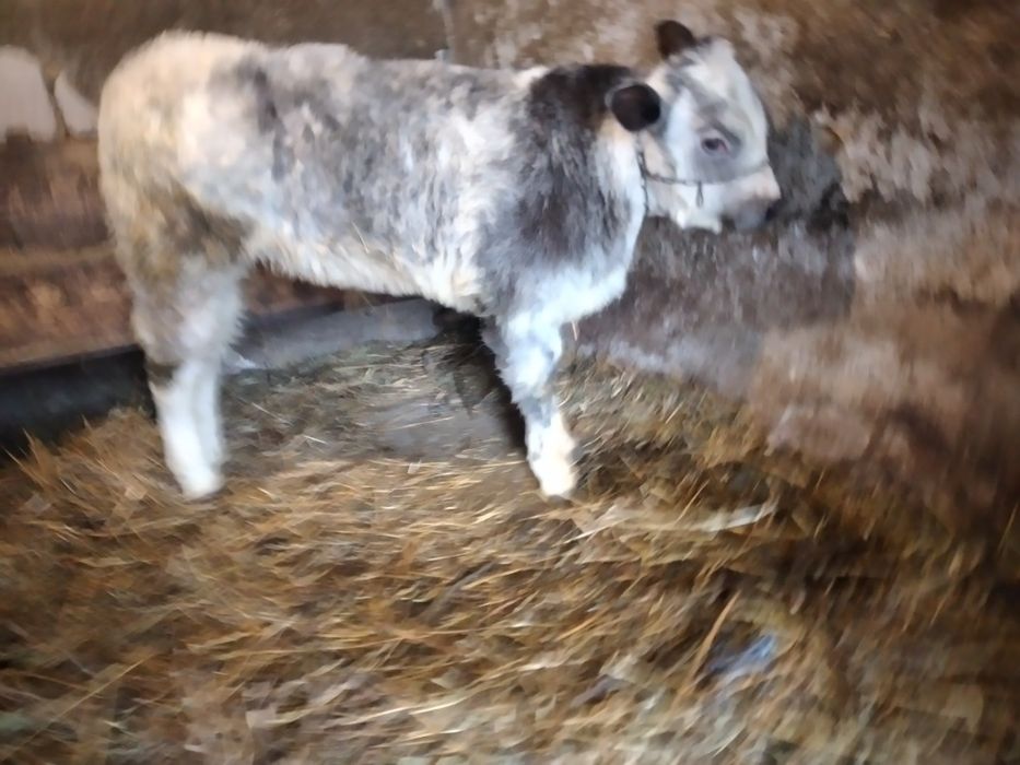 Vițel belgian de crescut