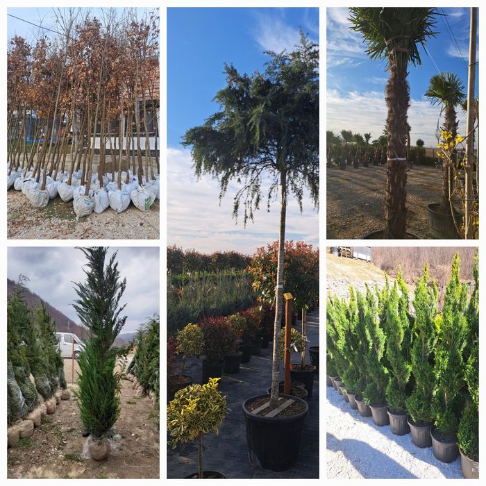 Vindem Plante ornamentale