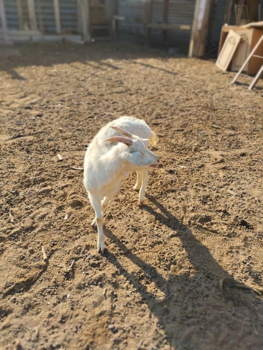 Ақ лақ 25000, қара лақ 25000