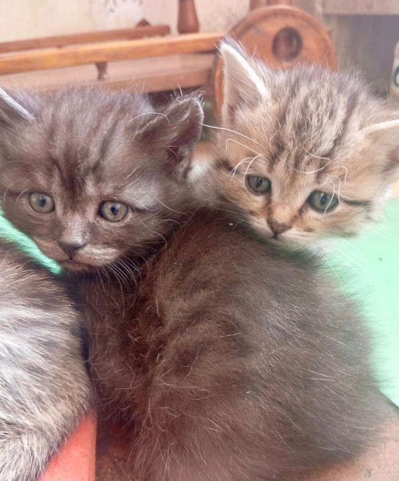 Котята шотландцы