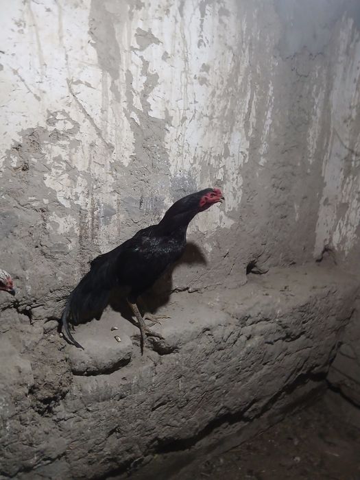 Kulangi xo'roz 3 ta mokioni bilan sotiladi