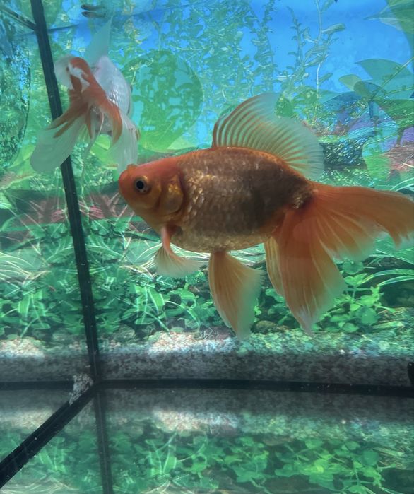 Carasi Oranda/Pesti de acvariu