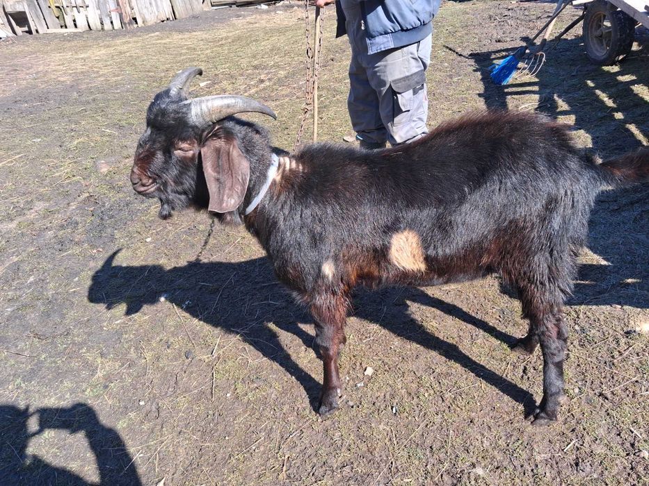 Vând țap de rasă