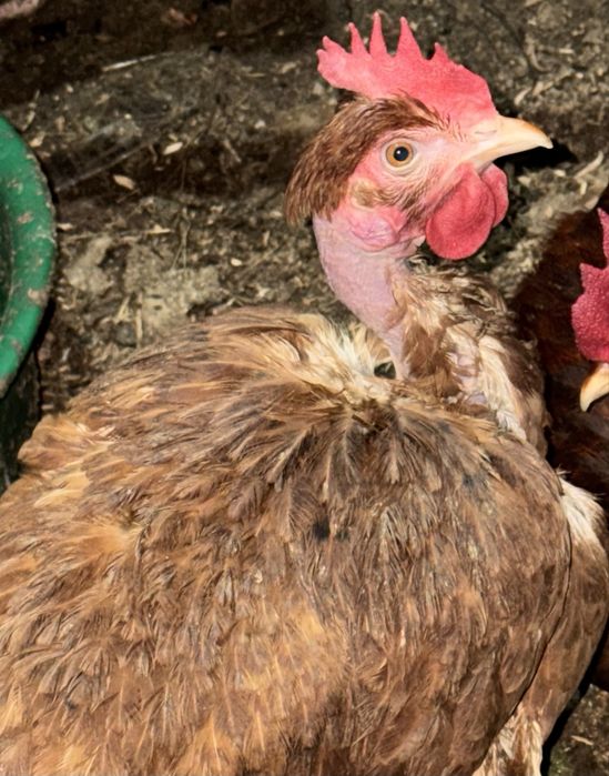 Куры несушки на продажу