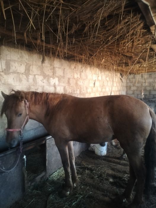 Семіз байтал сатылады