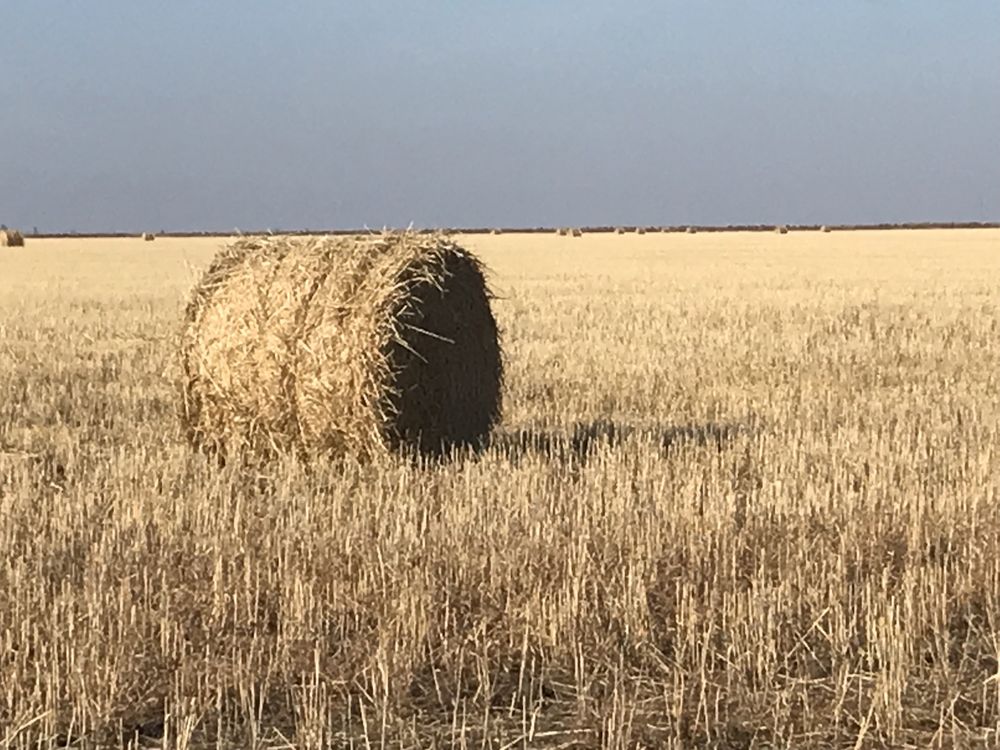 Льняная солома 6 букв