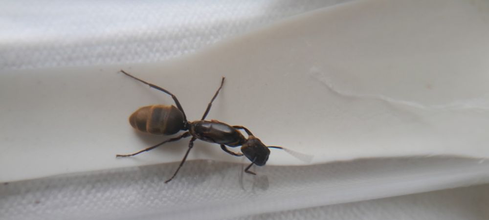 Муравьи разных видов в наличии