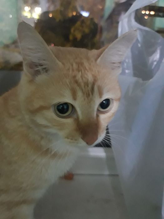 Отдам рыжего кота