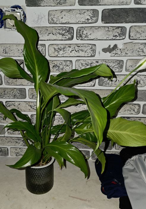 Женское счастье цветы комнатные