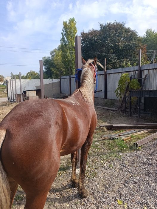 Айғыр сатылады 6 жасар