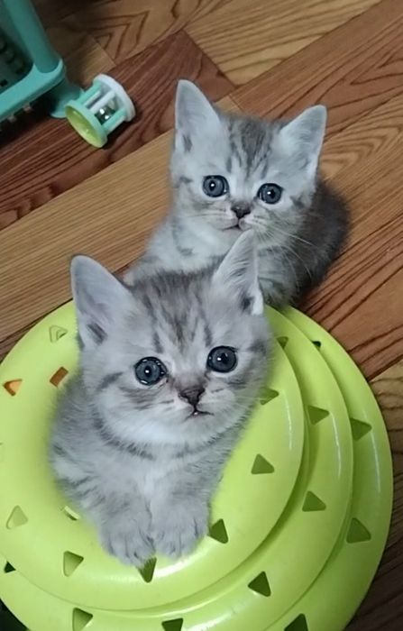 Шотландские Скоттиш страйт.