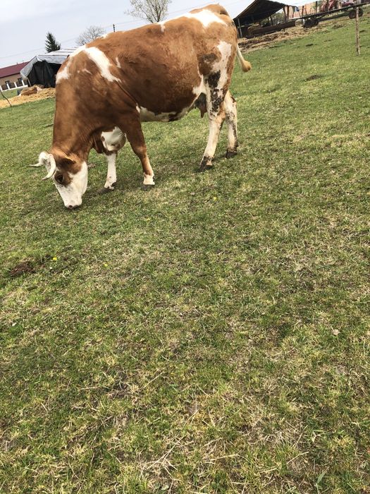 De vânzare 3 vaci bălțate