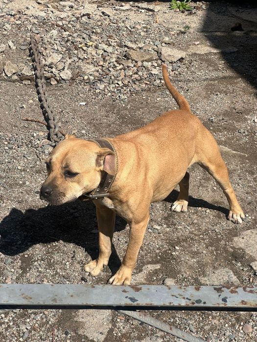 Продам девочку питьуля